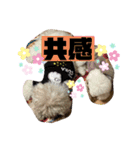 ナラファミリー30（個別スタンプ：12）