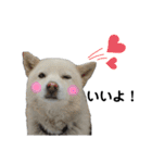 ラッキーと一緒❤️（個別スタンプ：5）