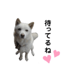 ラッキーと一緒❤️（個別スタンプ：12）