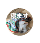 ブチコロスタンプNo.4（個別スタンプ：4）