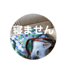 ブチコロスタンプNo.4（個別スタンプ：5）