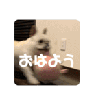 ブチコロスタンプNo.4（個別スタンプ：7）