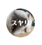 ブチコロスタンプNo.4（個別スタンプ：9）