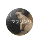 ブチコロスタンプNo.4（個別スタンプ：14）