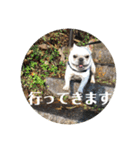ブチコロスタンプNo.4（個別スタンプ：18）