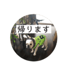 ブチコロスタンプNo.4（個別スタンプ：35）