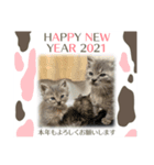 保護猫 ＆ COCO❹（個別スタンプ：1）