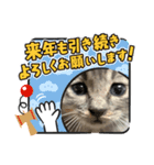 保護猫 ＆ COCO❹（個別スタンプ：3）