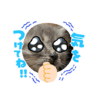 保護猫 ＆ COCO❹（個別スタンプ：4）
