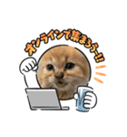 保護猫 ＆ COCO❹（個別スタンプ：6）