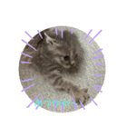 保護猫 ＆ COCO❹（個別スタンプ：7）