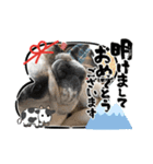 アレク犬2021新年ご挨拶version（個別スタンプ：1）