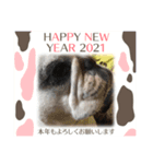 アレク犬2021新年ご挨拶version（個別スタンプ：4）
