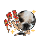 アレク犬2021新年ご挨拶version（個別スタンプ：8）
