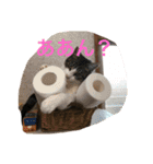 猫スタンプ koji（個別スタンプ：12）