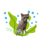 みるくここあ！のスタンプ8（個別スタンプ：15）