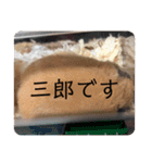 三郎です（個別スタンプ：1）