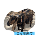 動画スタンプABC（個別スタンプ：5）