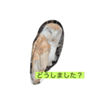 動画スタンプABC（個別スタンプ：6）