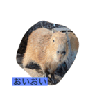 動画スタンプABC（個別スタンプ：8）