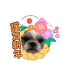 お年玉狙いブラザーズ（個別スタンプ：6）