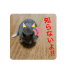 ハムちゃんスタンプ 1（個別スタンプ：3）