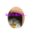 ハムちゃんスタンプ 1（個別スタンプ：4）