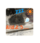 ハムちゃんスタンプ 1（個別スタンプ：8）