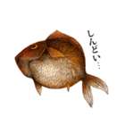 ペン画の金魚LINEスタンプ（個別スタンプ：7）