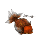 ペン画の金魚LINEスタンプ（個別スタンプ：9）