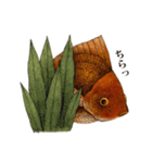 ペン画の金魚LINEスタンプ（個別スタンプ：10）