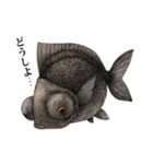 ペン画の金魚LINEスタンプ（個別スタンプ：12）