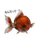 ペン画の金魚LINEスタンプ（個別スタンプ：13）