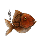 ペン画の金魚LINEスタンプ（個別スタンプ：16）