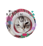 にゃん。にゃん。にゃん。（個別スタンプ：6）