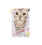 にゃん。にゃん。にゃん。（個別スタンプ：8）