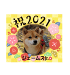 柴犬ジェームスjr.6（個別スタンプ：3）