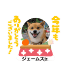 柴犬ジェームスjr.6（個別スタンプ：4）