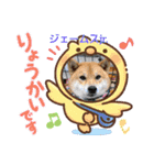 柴犬ジェームスjr.6（個別スタンプ：12）