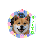 柴犬ジェームスjr.6（個別スタンプ：17）