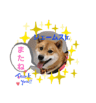 柴犬ジェームスjr.6（個別スタンプ：18）