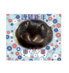 うさスタンプ正月1.0（個別スタンプ：12）