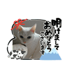 冬のねこたち（個別スタンプ：4）