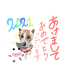 お正月スタンプ ジャックラッセル ニア（個別スタンプ：6）