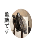 俺の亀蔵とハムちゃん（個別スタンプ：1）