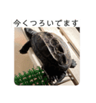 俺の亀蔵とハムちゃん（個別スタンプ：3）