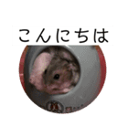 俺の亀蔵とハムちゃん（個別スタンプ：5）