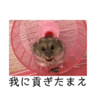 俺の亀蔵とハムちゃん（個別スタンプ：12）