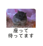 俺の亀蔵とハムちゃん（個別スタンプ：13）