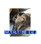 愛犬花11（個別スタンプ：1）